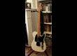 Fender Classic 50's Telecaster - White Blond