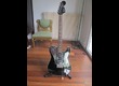 Fender Telecaster John Five Triple