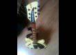Vends Rickenbacker 360 blanche crème. 1991