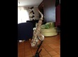 Saxophone Alto Selmer SA80 Série II - AG