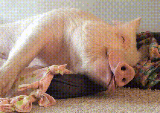 le-pub-6426150.gif