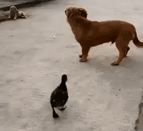 le-pub-fun-6489598.gif