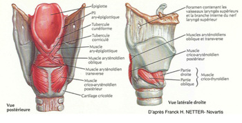 Le larynx