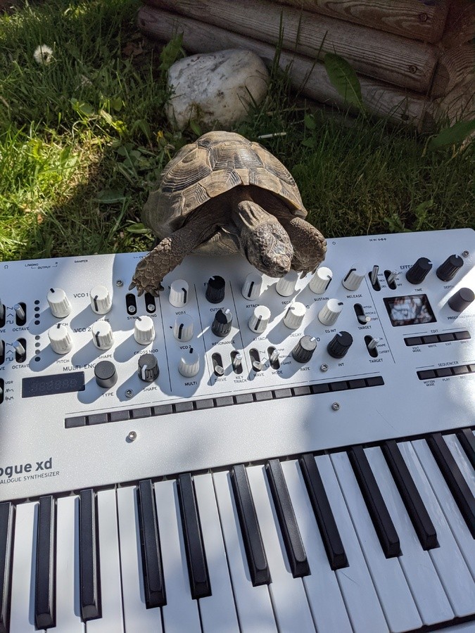 korg-minilogue-xd-3485292.jpg