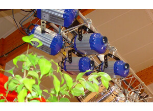 Pearl River Chameleon (1756)