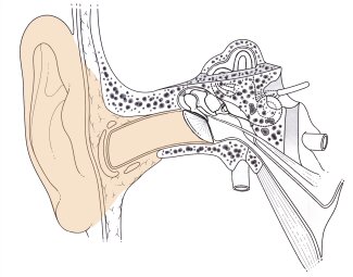 La loudness war et le système auditif La loudness war et le système auditif