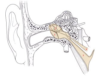 La loudness war et le système auditif La loudness war et le système auditif