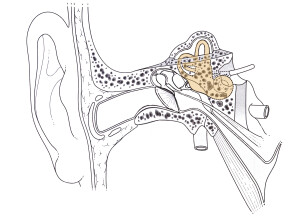 Place del'Oreille Interne Schema©fr.academic.ru