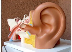 Ear anatomy©franceaudition.com