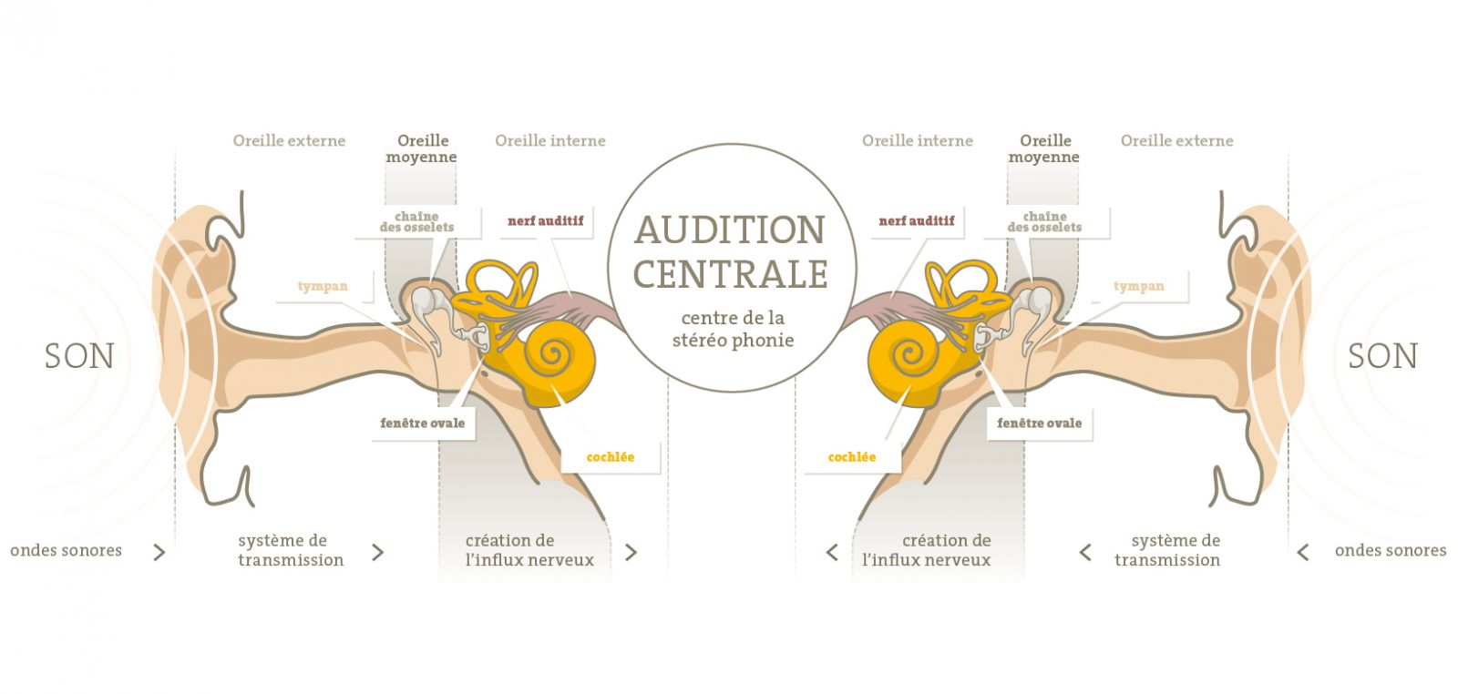 La loudness war et le syst&egrave;me auditif