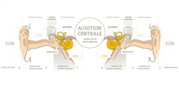 La loudness war et le système auditif La loudness war et le système auditif