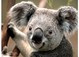 Koala