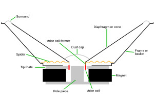 Speaker cross section