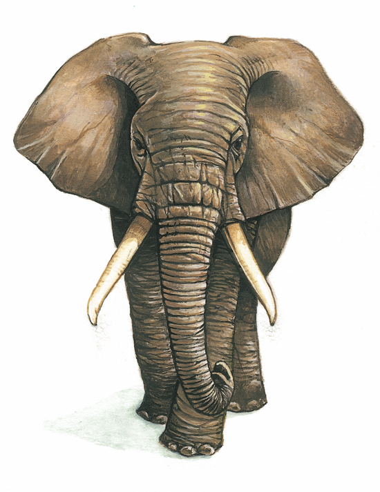 éléphant