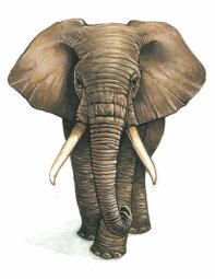 éléphant éléphant