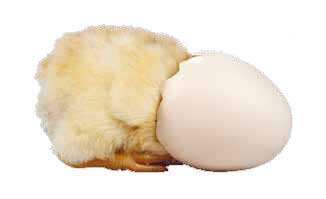 Poussins1 Poussins1