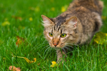 158 FR Les chats et leur instinct de chasseur. 158 FR Les chats et leur instinct de chasseur.