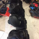 Color Spot 250 Color Spot 250