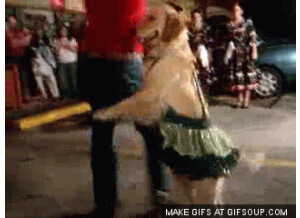 dancing dog o
