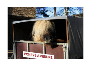 poneys a vendre 250