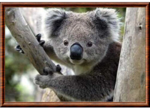 koala cendre