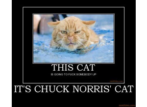 its chuck norris cat anal fisting demotivational poster 1222777799