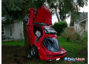 car crashed tree