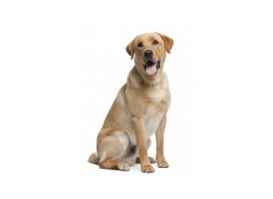 8021950 labrador retriever 12 months old sitting in front of white background
