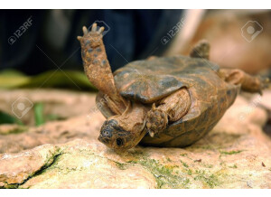 Roland SYSTEM-1m (69506)