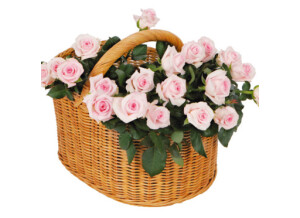 plante et bouquet 123 fleurs 2506542 1350