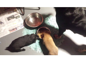 Wild Customs The Wildone III (79483)