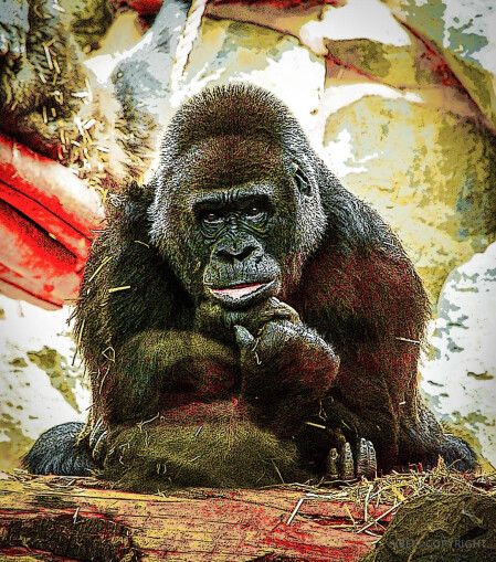 Virginia Bel_ Regard intérieur Virginia Bel_ Regard intérieur