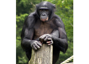 les-bonobos-