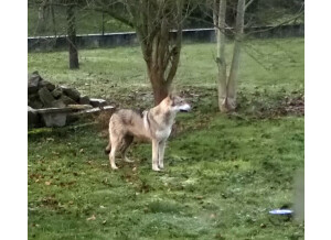 Loup