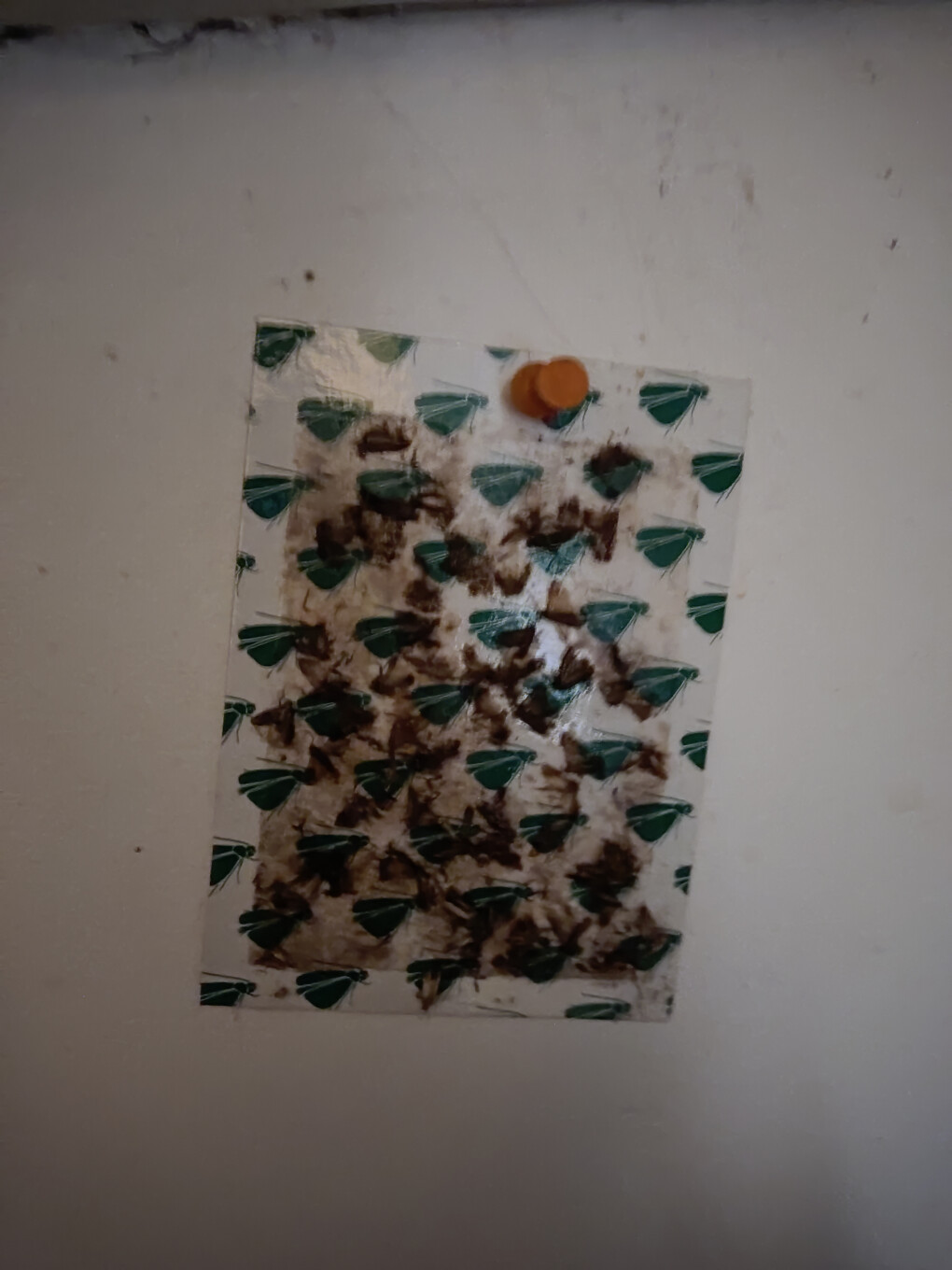 4208633.jpg 4208633.jpg