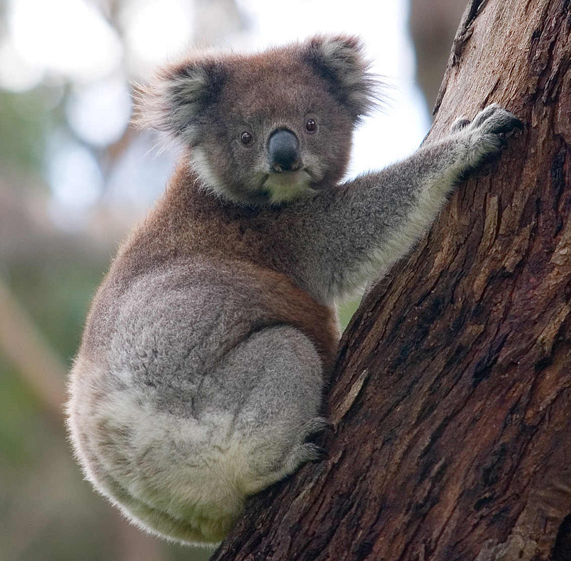 Guitares Folk/Western : Koala_climbing_tree