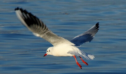 4336185.jpg 4336185.jpg