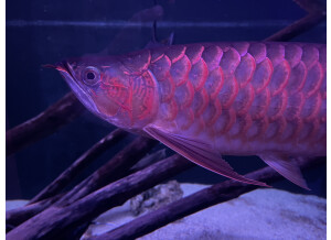 Pioneer SVM-1000 (35321)