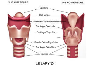 Le larynx en coupe