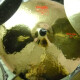 2002 Wild Ride 22'' 2002 Wild Ride 22''