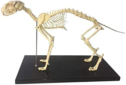 4564317.jpg 4564317.jpg