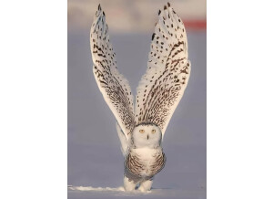 owl