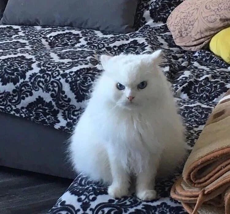 5532242.jpg 5532242.jpg