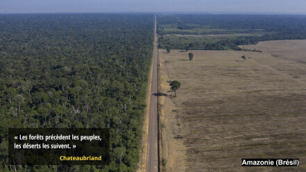 amazonie-deforestee