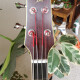fretless BB810C/BG fretless BB810C/BG