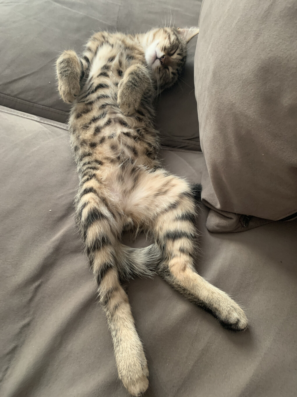 5809130.jpeg 5809130.jpeg