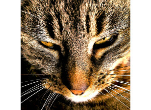Fiadone closeup