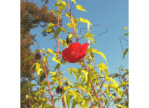 hibiscus des marais octobre