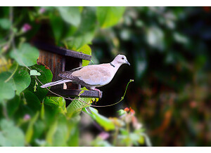 tourterelle de turquie (3)