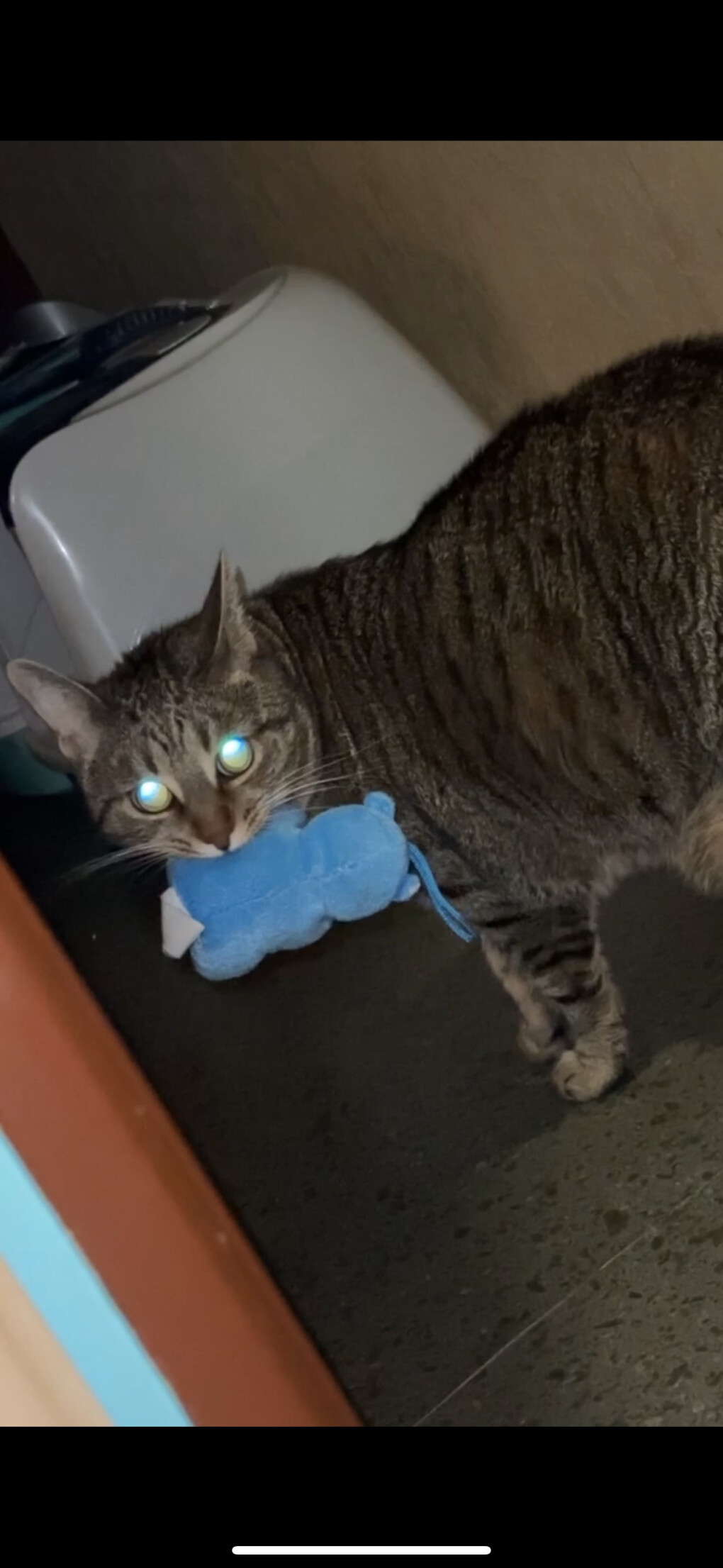 5853691.jpeg 5853691.jpeg